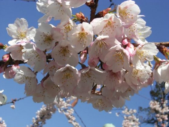 printemps-japon-sakura
