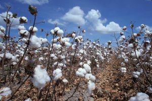 coton culture matières naturelles