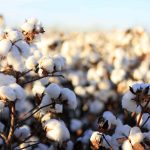 Organic cotton bolls